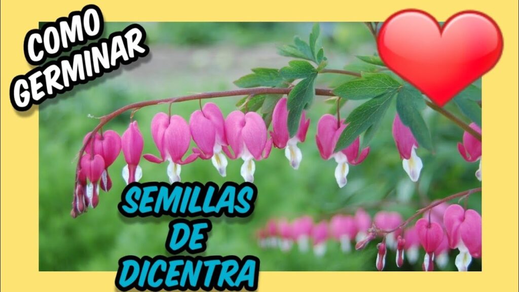 Cómo puedo multiplicar mis plantas de dicentra de forma sencilla