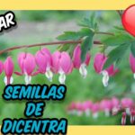 Cómo puedo multiplicar mis plantas de dicentra de forma sencilla