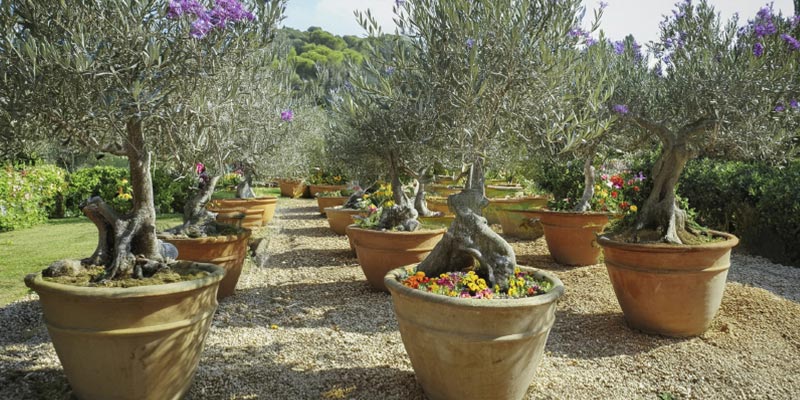 Cómo puedo plantar aceitunas y cultivar un olivo en casa