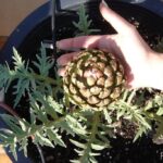 Cómo puedo plantar alcachofas en macetas en casa