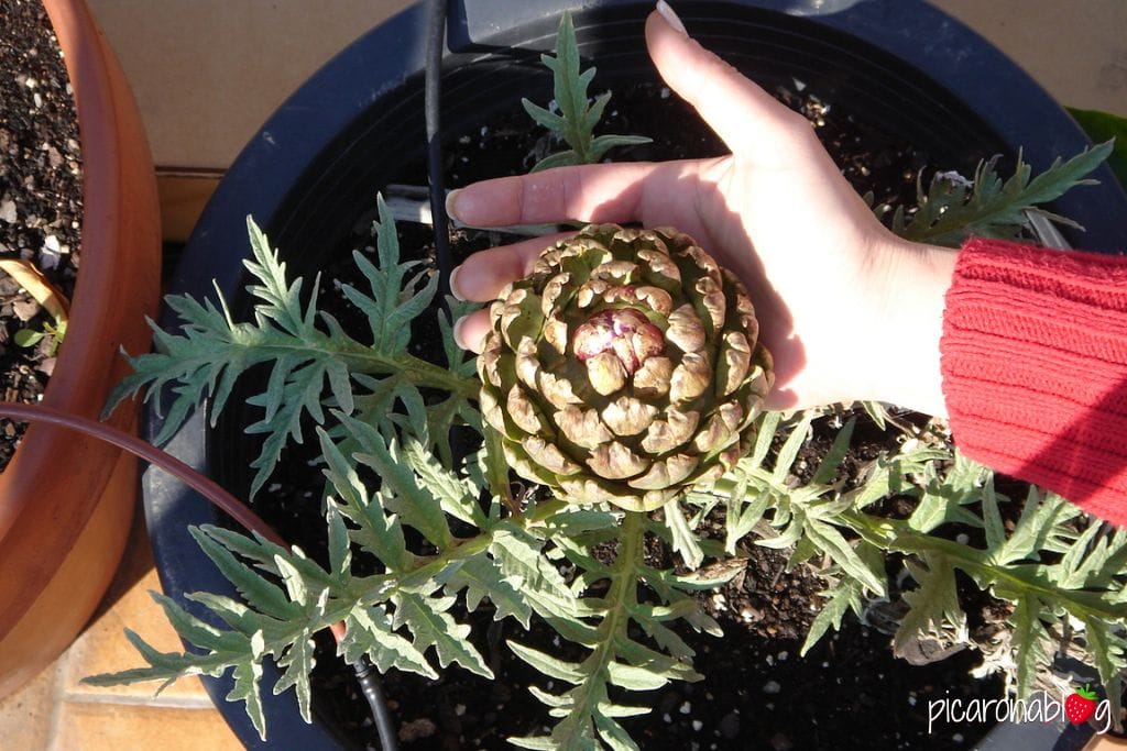 Cómo puedo plantar alcachofas en macetas en casa