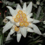 Cómo puedo plantar edelweiss en mi jardín