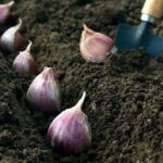 Cómo puedo plantar semillas de ajo de forma correcta en mi jardín