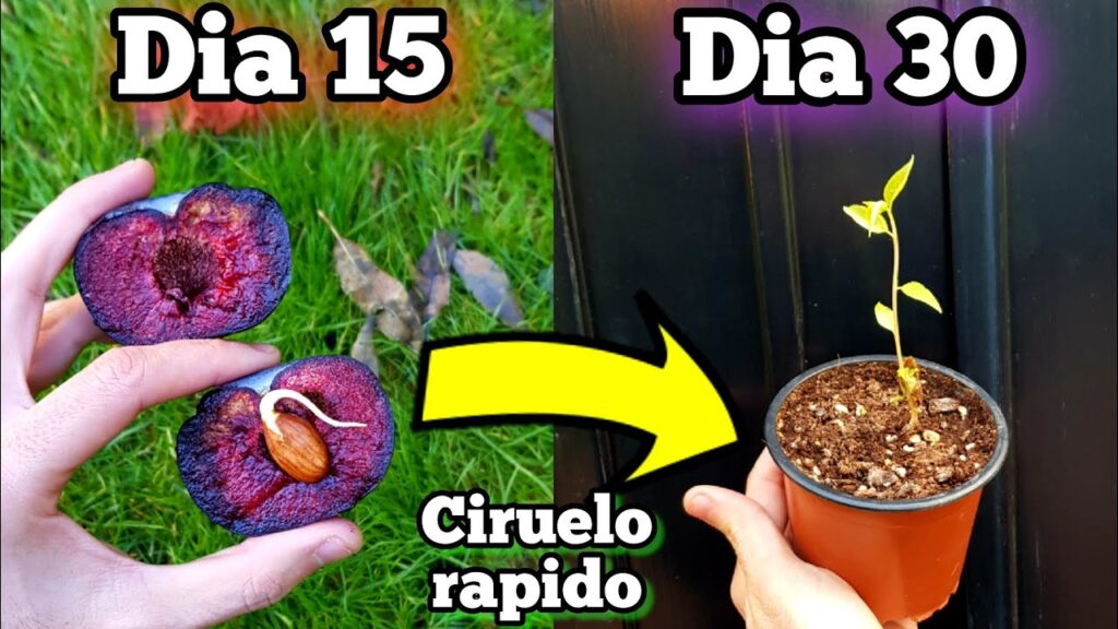 Cómo puedo plantar semillas frescas de ciruela en casa