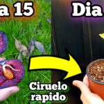 Cómo puedo plantar semillas frescas de ciruela en casa