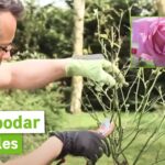 Cómo puedo podar un rosal silvestre para darle forma