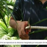 Cómo puedo propagar Dracaena a través de esquejes