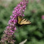 Cómo puedo proteger el arbusto mariposa durante el invierno