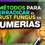 Cómo puedo proteger mis plumerias de las plagas de forma efectiva