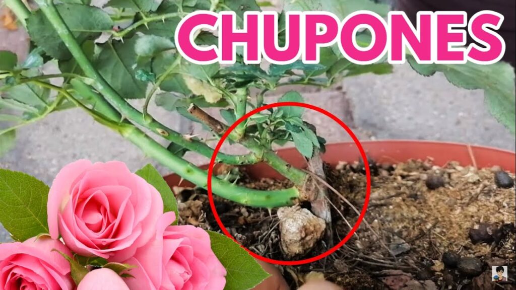 Cómo puedo quitar los chupones de las rosas de manera efectiva