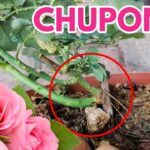 Cómo puedo quitar los chupones de las rosas de manera efectiva