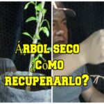 Cómo puedo rehidratar un árbol seco en mi jardín