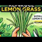 Cómo puedo revitalizar el lemongrass marchito en mi jardín