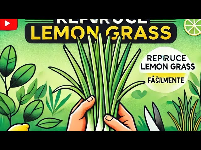 Cómo puedo revitalizar el lemongrass marchito en mi jardín