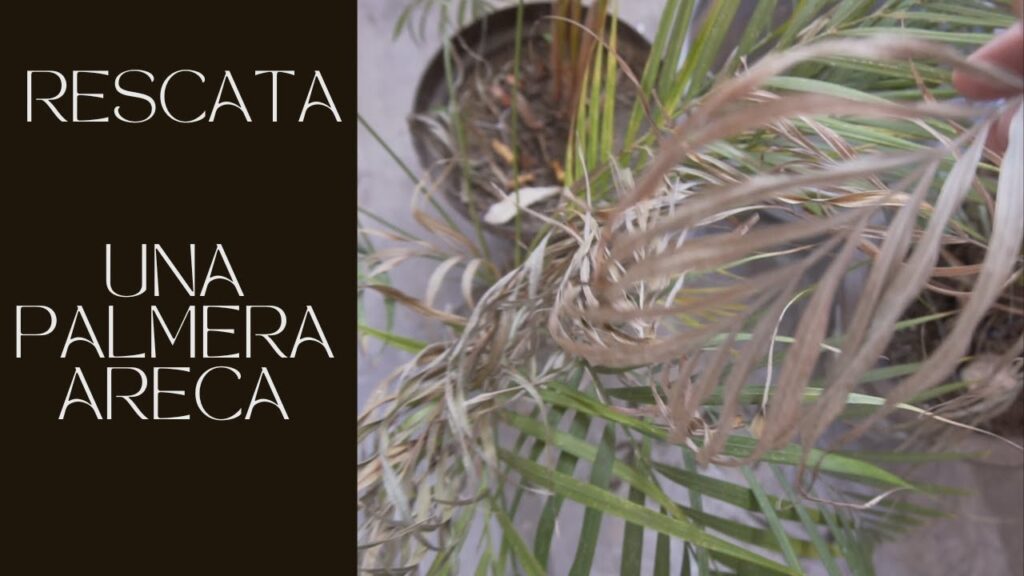 Cómo puedo revitalizar una palmera sin hojas