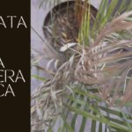 Cómo puedo revitalizar una palmera sin hojas