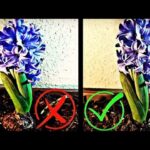 Cómo puedo revivir un jacinto marchito en mi jardín