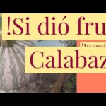 Cómo puedo revivir una calabaza moribunda en mi jardín