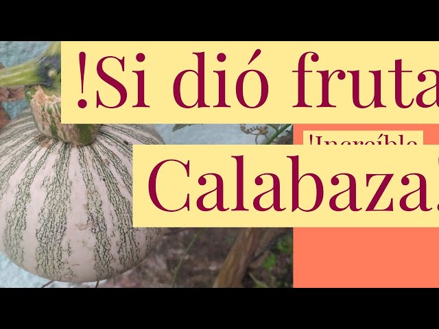 Cómo puedo revivir una calabaza moribunda en mi jardín