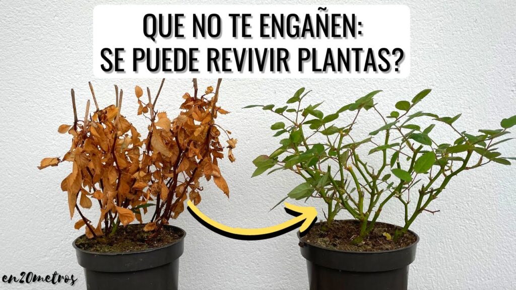 Cómo puedo revivir una Neanthe Bella marchita