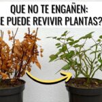 Cómo puedo revivir una Neanthe Bella marchita