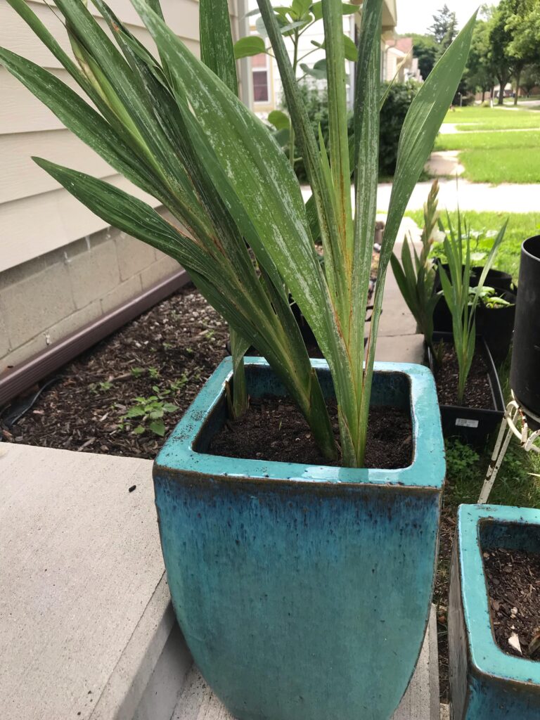 Cómo puedo solucionar las hojas marrones en mis gladiolos