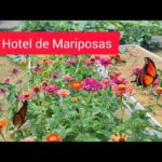 Cómo puedo sujetar las zinnias en mi jardín de manera efectiva