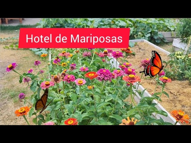 Cómo puedo sujetar las zinnias en mi jardín de manera efectiva