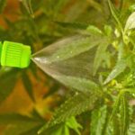 Cómo puedo usar H2O2 para combatir el oídio de manera eficaz