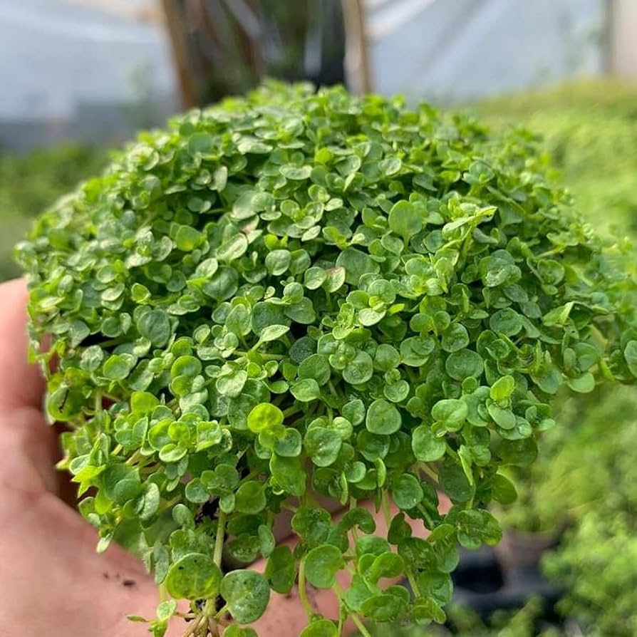 Cómo puedo utilizar menta como cubierta vegetal en el suelo