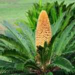 Cómo quitar correctamente la flor de una Sago Palm