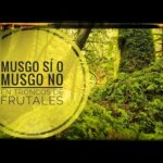 Cómo quitar el Spanish Moss de los árboles de forma efectiva
