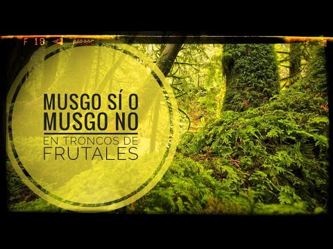 Cómo quitar el Spanish Moss de los árboles de forma efectiva