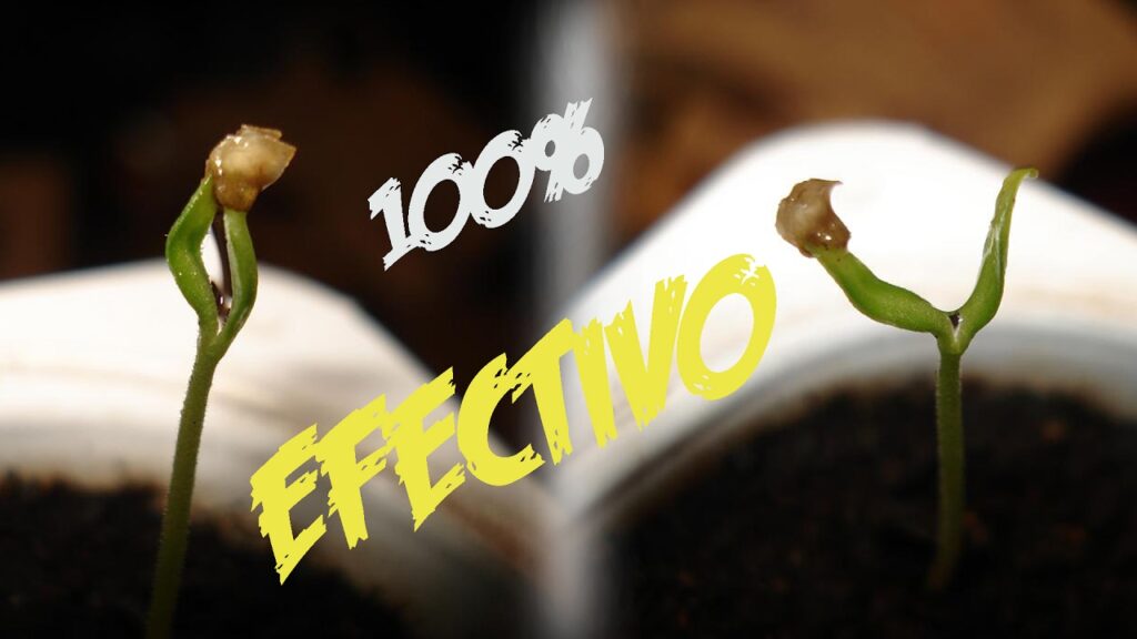 Cómo quitar la cubierta de semilla pegada a la plántula