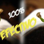 Cómo quitar la cubierta de semilla pegada a la plántula