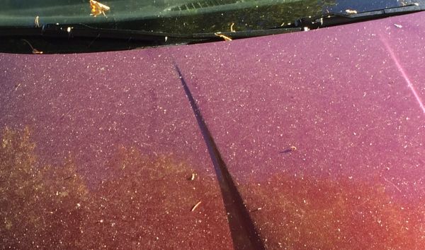 Cómo quitar la melaza de árboles y coches de forma efectiva