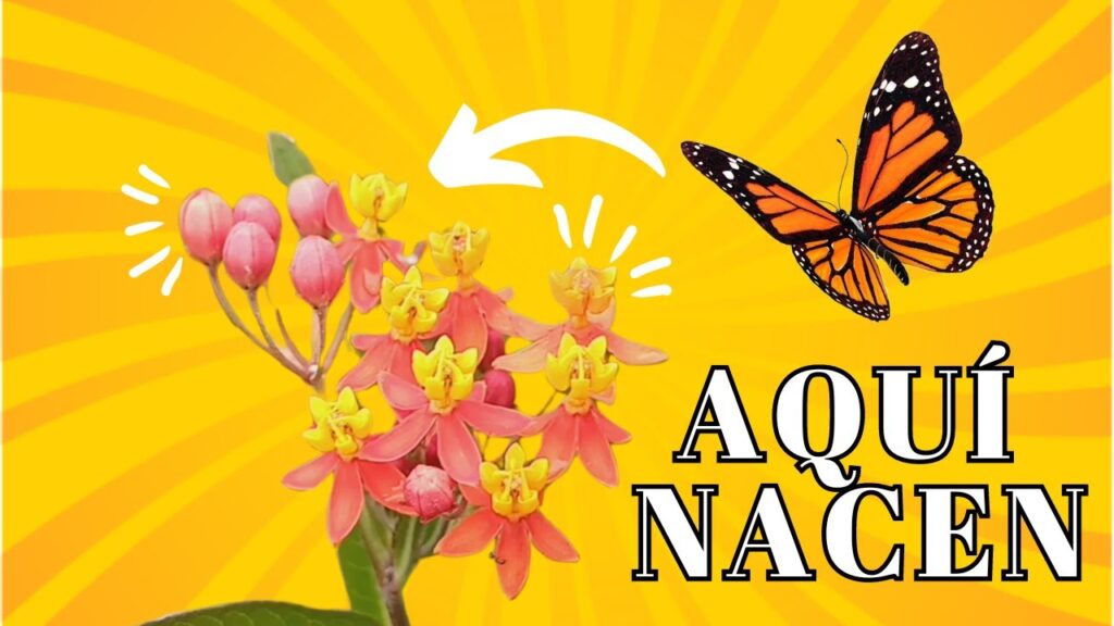 Cómo quitar las cabezas marchitas de las plantas de Asclepia