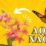 Cómo quitar las cabezas marchitas de las plantas de Asclepia