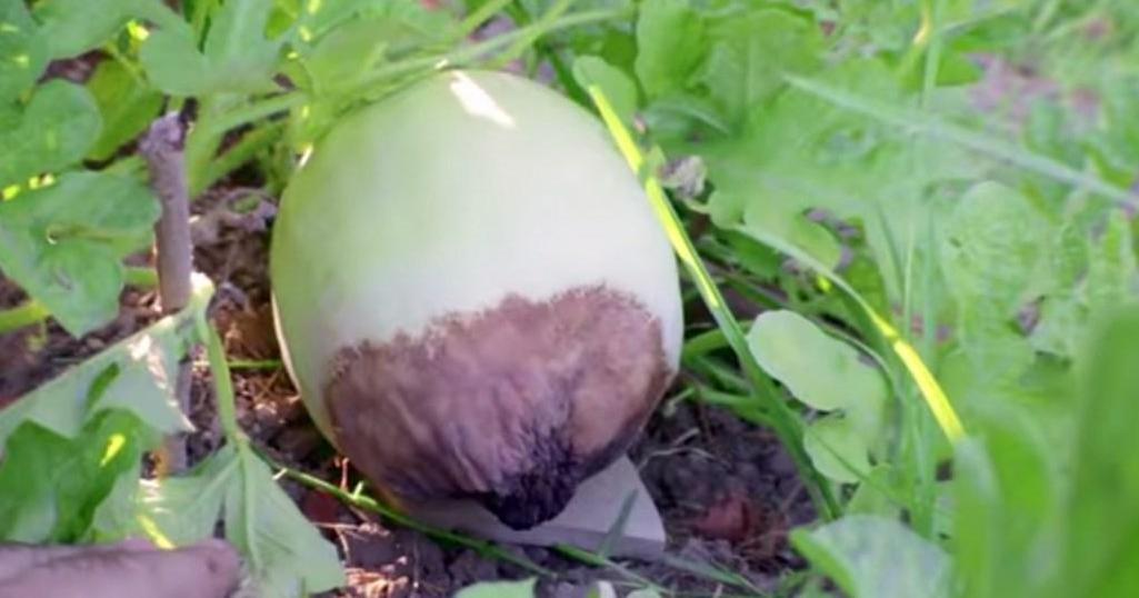 Cómo quitar manchas negras en sandías de forma efectiva
