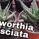 Cómo realizar el cuidado adecuado de las plantas de urna Fasciata