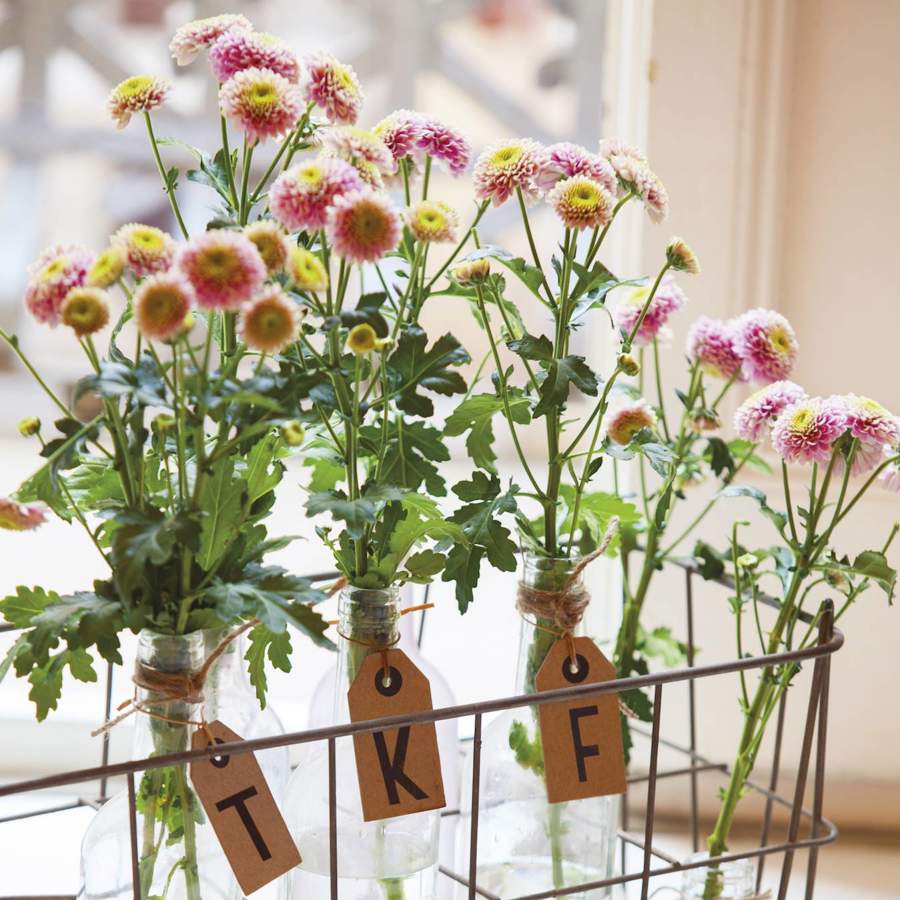 Cómo realizar el cultivo de crisantemos en macetas