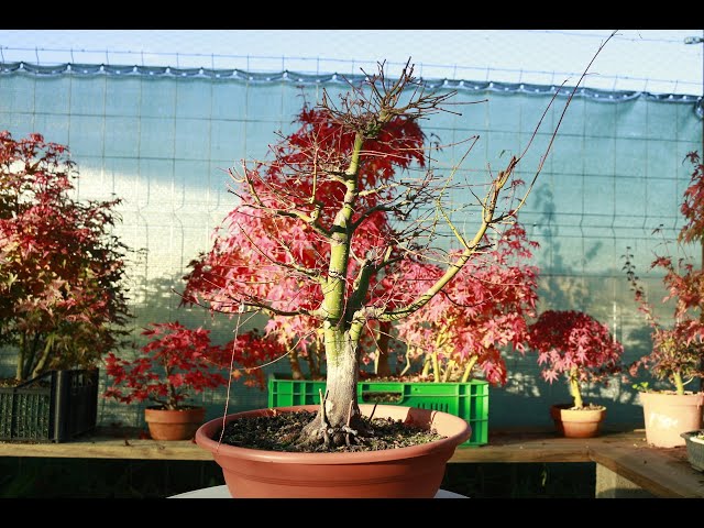 Cómo realizar el injerto de arces japoneses de forma exitosa