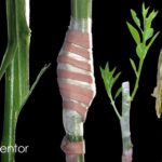 Cómo realizar injerto inarch en plantas de forma efectiva