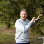 Cómo realizar la poda apropiada de los árboles de pino