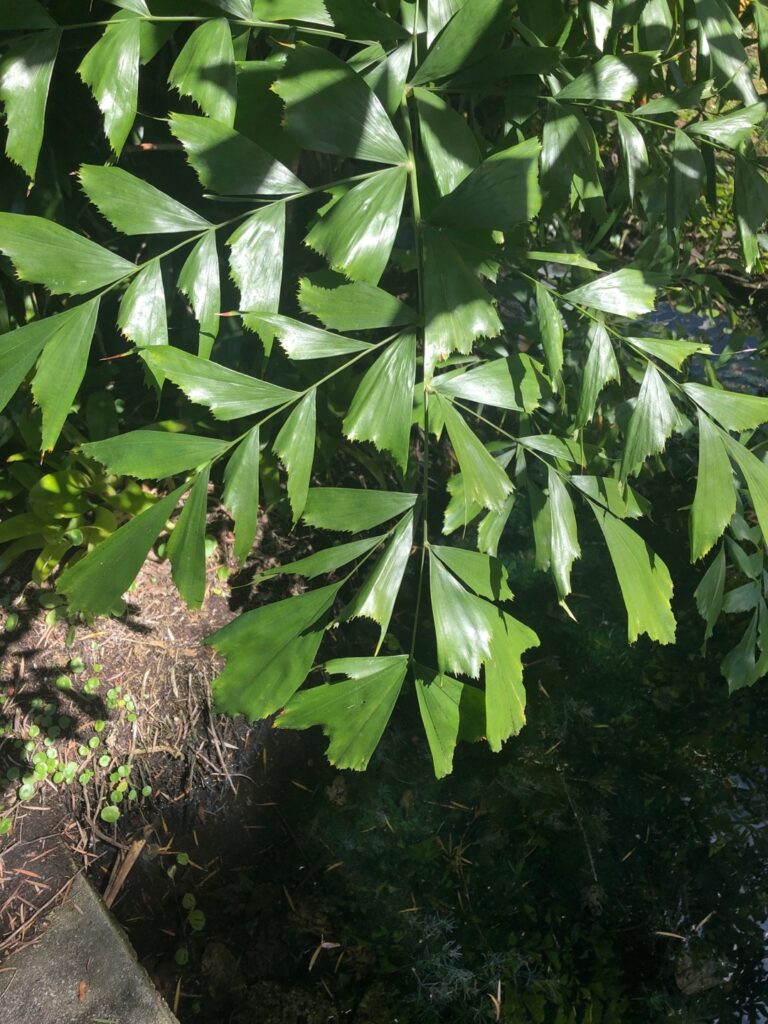 Cómo realizar la poda correcta de una palma de sagú