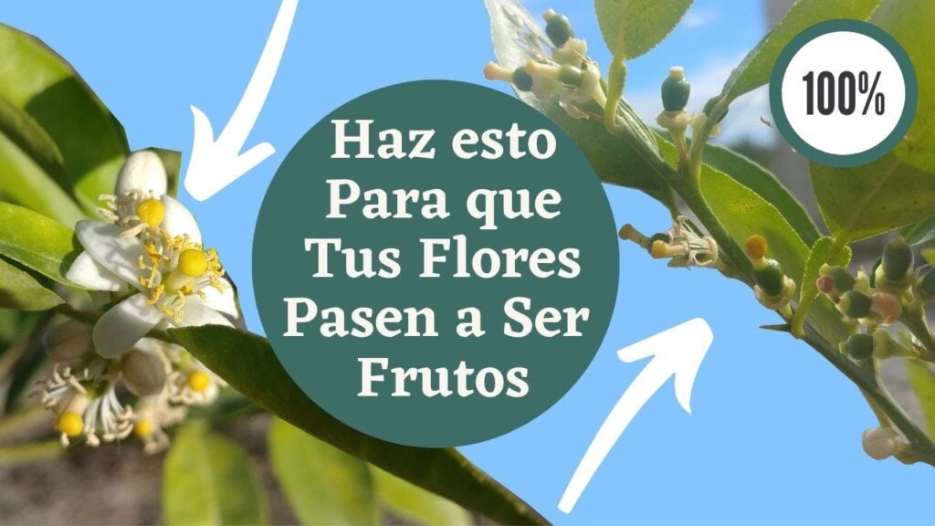 Cómo realizar la polinización manual en limoneros
