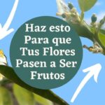 Cómo realizar la polinización manual en limoneros