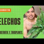 Cómo realizar un correcto trasplante de helechos