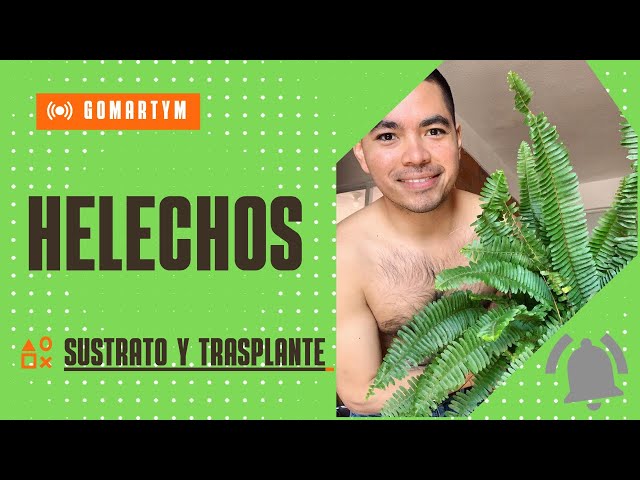 Cómo realizar un correcto trasplante de helechos