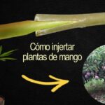 Cómo realizar un injerto en un árbol de mango paso a paso
